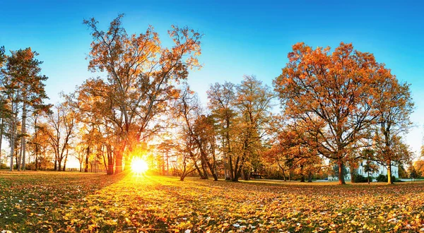 Панорама осеннего леса в парке — стоковое фото