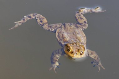 Su yüzeyinin üzerinde baş ile güzel bir kurbağa portresi