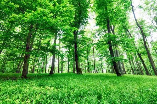 Bosque verde y hierba con árboles — Foto de Stock