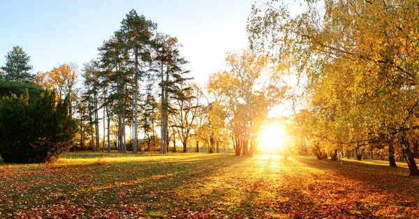 Panorama foresta autunnale in parco — Foto Stock