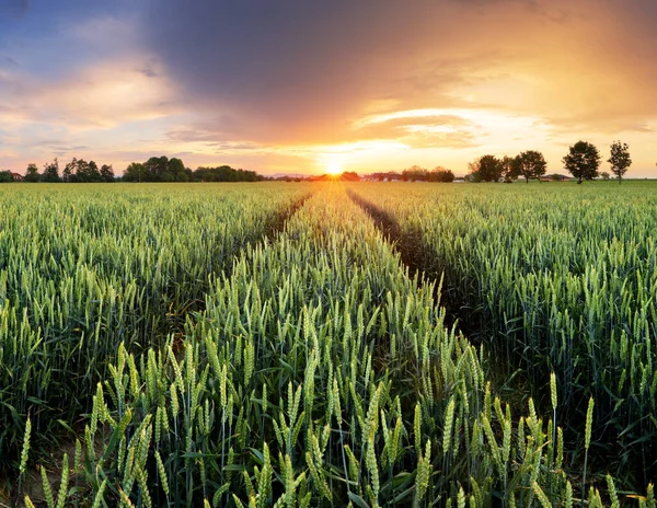 Campo verde grano al tramonto drammatico — Foto Stock