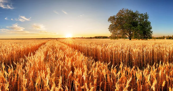 Wheat field at sunset with tree and way — Stock Photo, Image