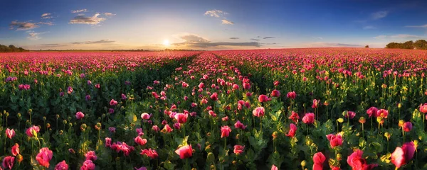 Panorama Landscape Poppy Purple Field Sun — Stock Photo, Image