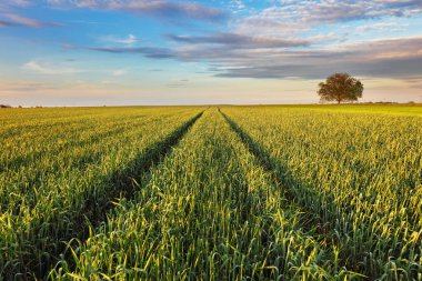 Tek başına ağaçla yeşil alan