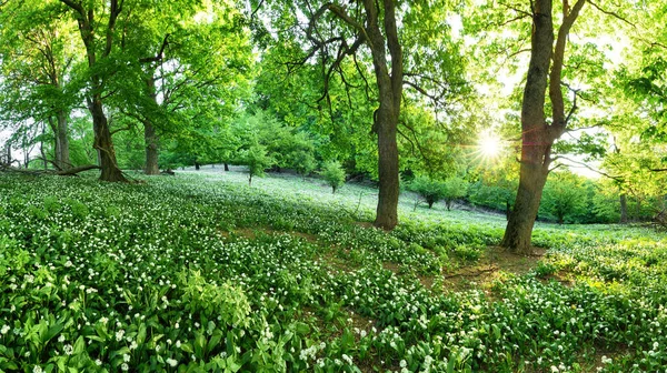 Paysage Vert Forêt Avec Arbre Ail Fleurs Blanches Slovaquie — Photo