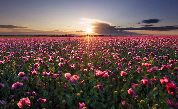 ケシ畑の上に沈む夕日が美しい風景 — ストック写真