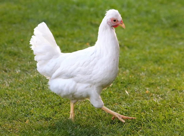 Poulet Élevage Gratuit Dans Une Ferme Avicole Traditionnelle — Photo