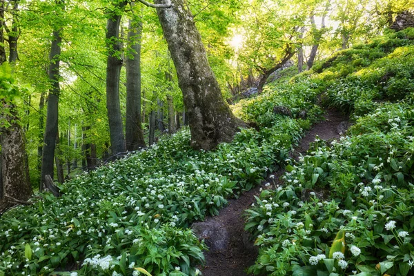 Aglio Bianco Nella Foresta Primaverile Con Sentiero Fiori Selvatici — Foto Stock