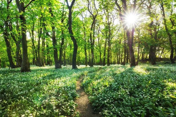 Las Zielony Krajobraz Drzewami Białymi Kwiatami Czosnek Słowacja — Zdjęcie stockowe