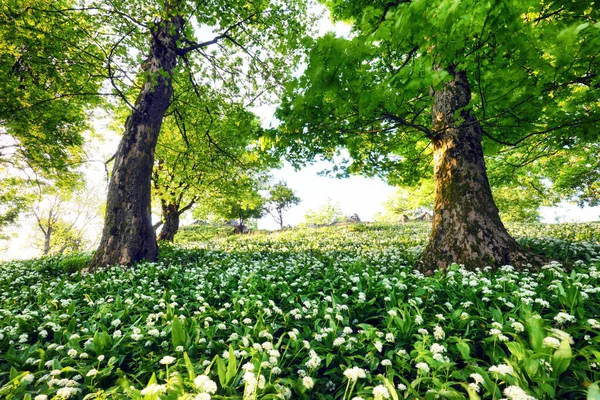 Białe Kwiaty Ramsons Lub Dzikiego Czosnku Głębokim Lesie — Zdjęcie stockowe