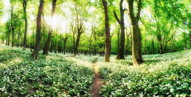 Bahar ormanlarında beyaz sarımsak, kır çiçekleri