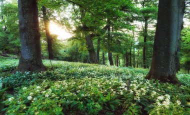 Spring Forrest 'ta. Ormanda Taze Yeşil Orman. Vahşi sarımsak açıyor..