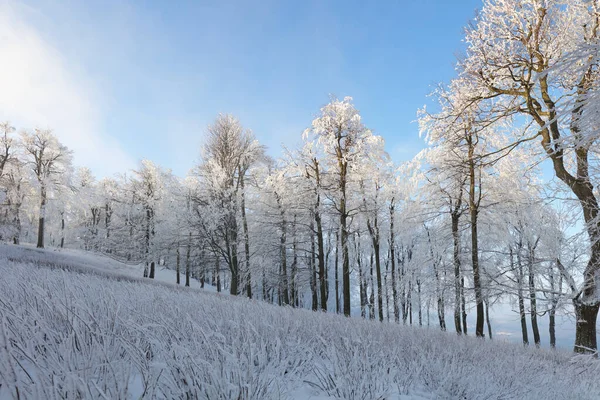 Floresta Inverno Com Nevoeiro Neve Paisagem — Fotografia de Stock