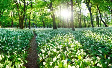 Çiçek açan beyaz çiçekler ve güneşli bahar ormanı. Vahşi sarımsak - Karpat Dağı