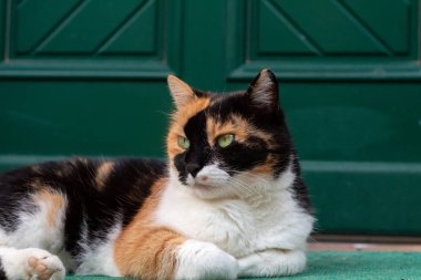 Kedi dışarıda bahçede yaz aylarında rahatlatır 