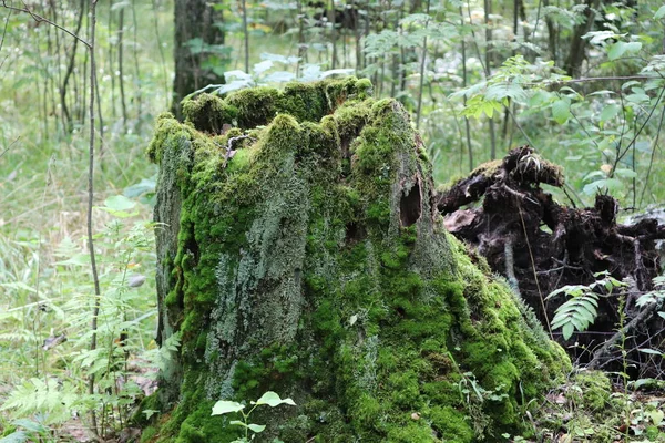 Belle Souche Dans Forêt Automne — Photo