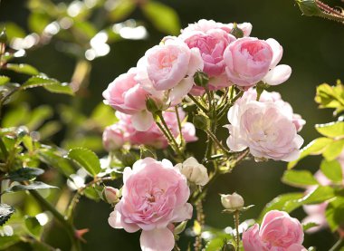 Olgin Pavilion Peterhof güzel çiçekler
