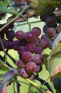 Bahçede brunch tarihinde olgun üzüm çilek