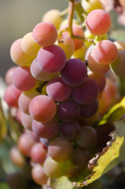 Bahçede brunch tarihinde olgun üzüm çilek