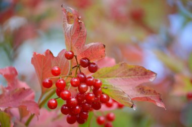 Bir sonbahar bahçe içinde bir kartopu olgun meyveler