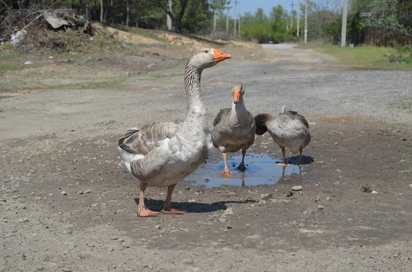 Kümes hayvanları bahçedeki gri yerli kaz