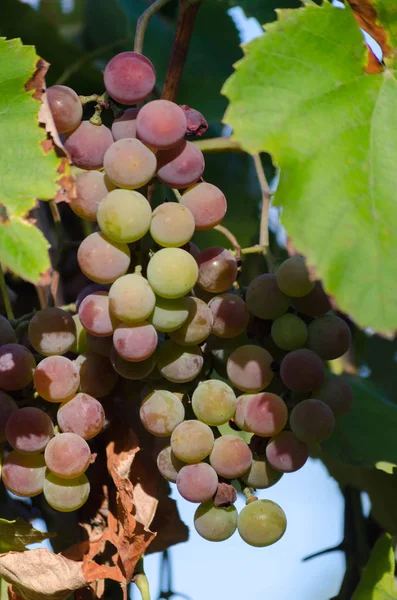 Reife Traubenbeeren Beim Brunch Garten — Stockfoto