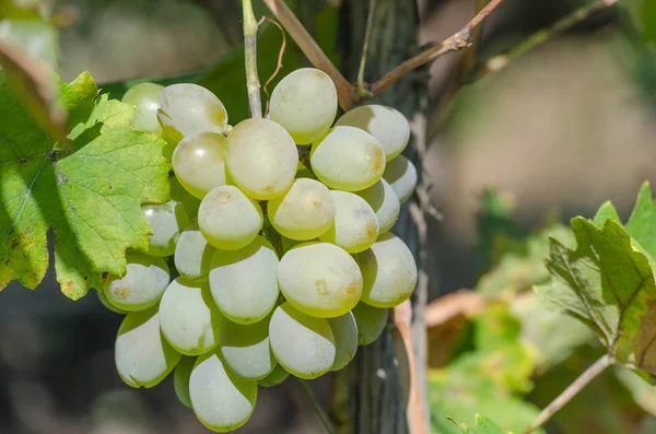 Reife Traubenbeeren Beim Brunch Garten — Stockfoto