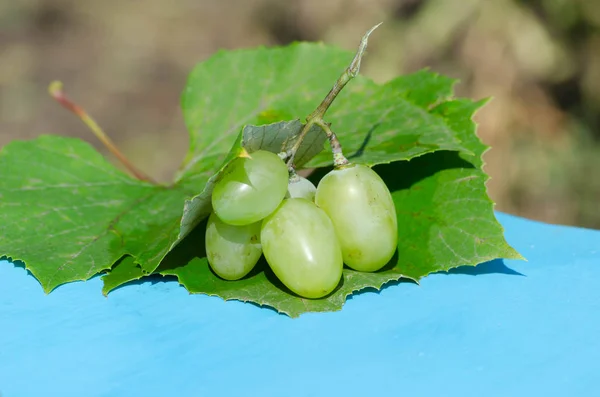 Ripe Grape Berries Brunch Blue Table — Stock Photo, Image