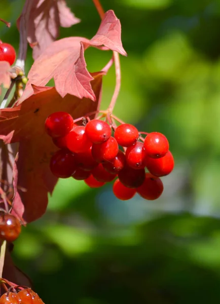 Bagas Maduras Viburnum Jardim Outono — Fotografia de Stock