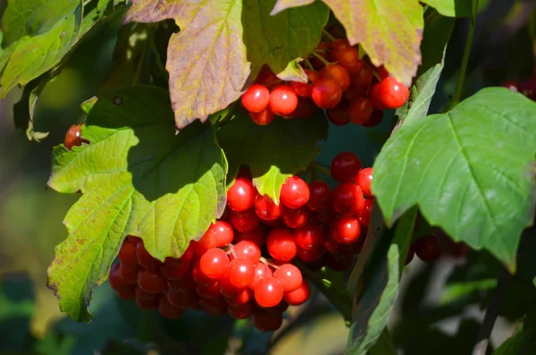 Bagas Maduras Viburnum Jardim Outono — Fotografia de Stock