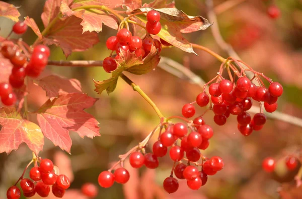 Bacche Mature Viburno Giardino Autunno — Foto Stock