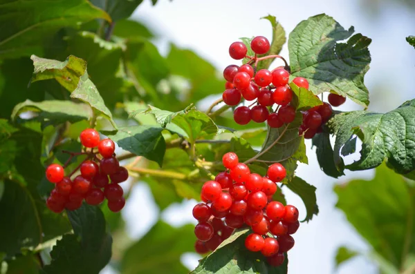 Bir sonbahar bahçe içinde bir kartopu olgun meyveler