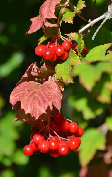 Ripe Berries Viburnum Autumn Garden — Stock Photo, Image