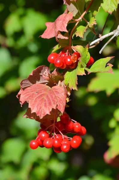 Bagas Maduras Viburnum Jardim Outono — Fotografia de Stock