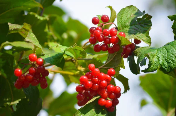 Bagas Maduras Viburnum Jardim Outono — Fotografia de Stock