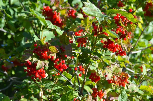 Bir sonbahar bahçe içinde bir kartopu olgun meyveler
