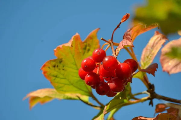 Bacche Mature Viburno Giardino Autunno — Foto Stock