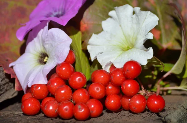 Bacche Mature Viburno Giardino Autunno — Foto Stock