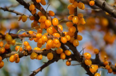 Üzerine portakal çilek ile seabuckthorn Brunch