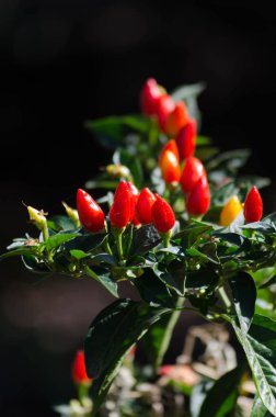 Menekşe serin biber bahçede büyüyen