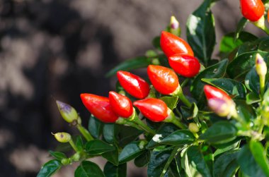 Menekşe serin biber bahçede büyüyen