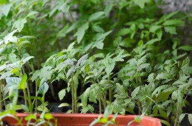 Toprağa dikim önce spesial hücrelerdeki domates sıralaması 