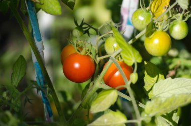 Bahçede yetiştirilen olgun organik domates
