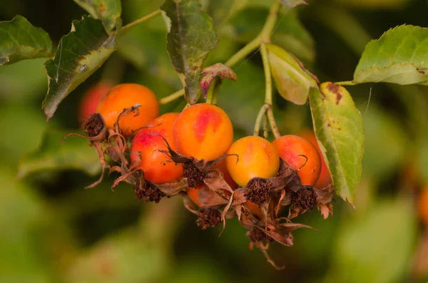 Bacche Mature Rosse Rosa Selvatica Naturale — Foto Stock