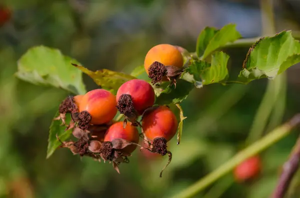 Bacche Mature Rosse Rosa Selvatica Naturale — Foto Stock