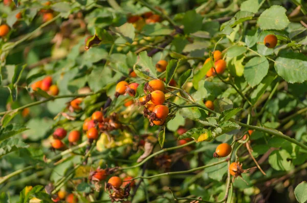 Bacche Mature Rosse Rosa Selvatica Naturale — Foto Stock