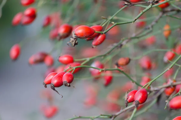 Doğal vahşi gül kırmızı olgun meyveler