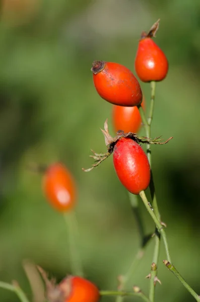 Κόκκινα Μούρα Ώριμη Από Άγριο Τριαντάφυλλο Φυσικό — Φωτογραφία Αρχείου