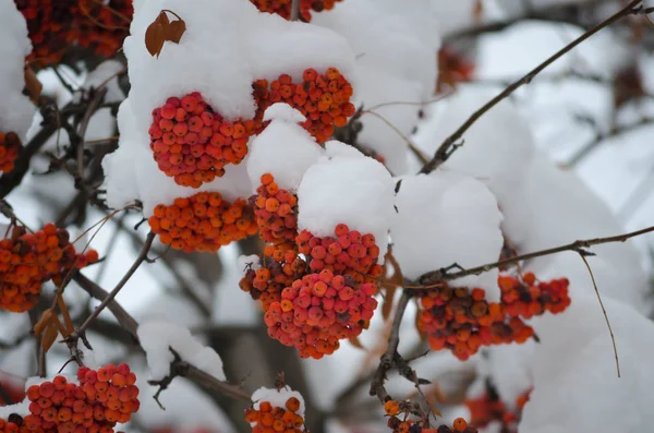 月に雪の白の下で Rowanberry — ストック写真