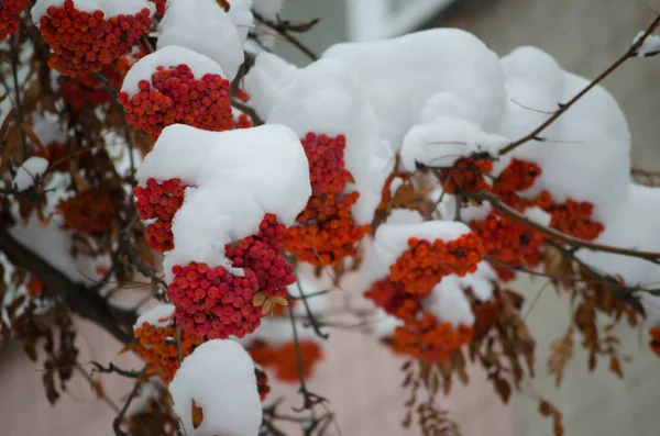 Jeřabinovo Pod Bílým Sněhem Prosinci — Stock fotografie